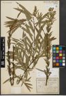 Foto von Salix purpurea L. x Salix viminalis L.